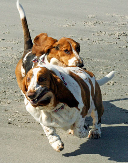 Basset Hounds Running