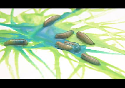 Maggot Painting Art