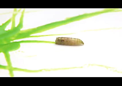 Maggot Painting Permalink