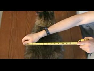 Engineers Guide To Cats 2 image