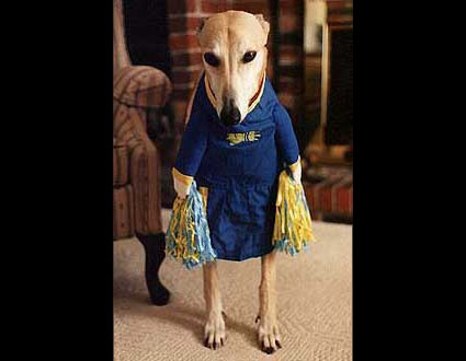 Halloween Dogs Part 2 Image 3