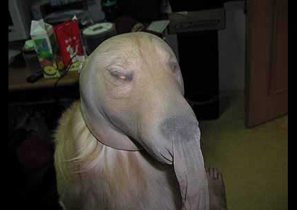 Halloween Dogs Part 2 Image 2