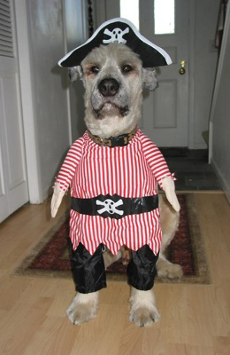 Halloween Pets 2 image