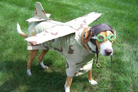 Halloween Pets 4 image