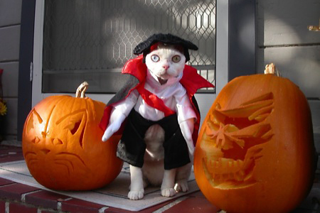 Halloween Pets 5 image