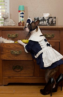 Halloween Pets 1 image