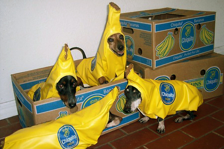 Halloween Pets 6 image