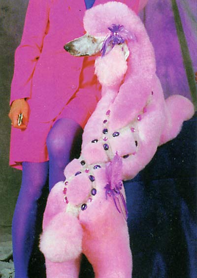 Professional Pet Grooming Secrets - Image 04