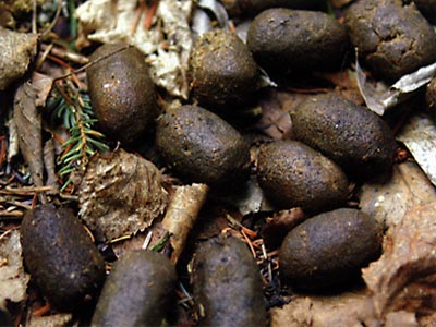 What Shat That Moose image