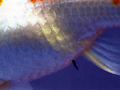 What Shat That Goldfish image