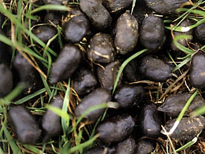 What Shat That Llama image