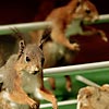 Hamsters vs Squirrels