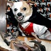 Halloween Pets