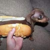 Wiener Dog